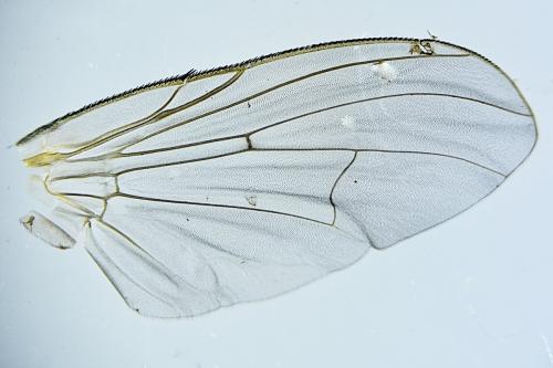 Phaonia subventa